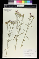 Dianthus chinensis image