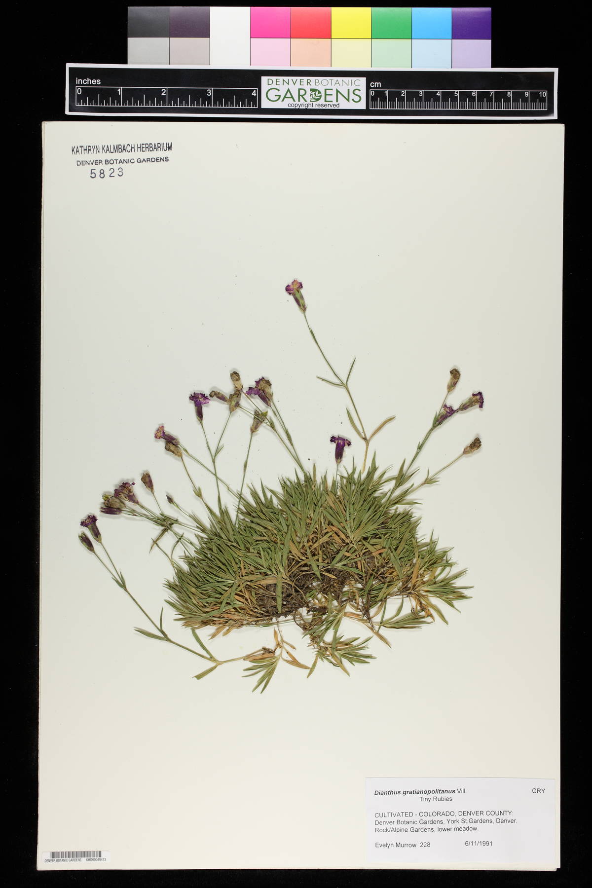 Dianthus gratianopolitanus image