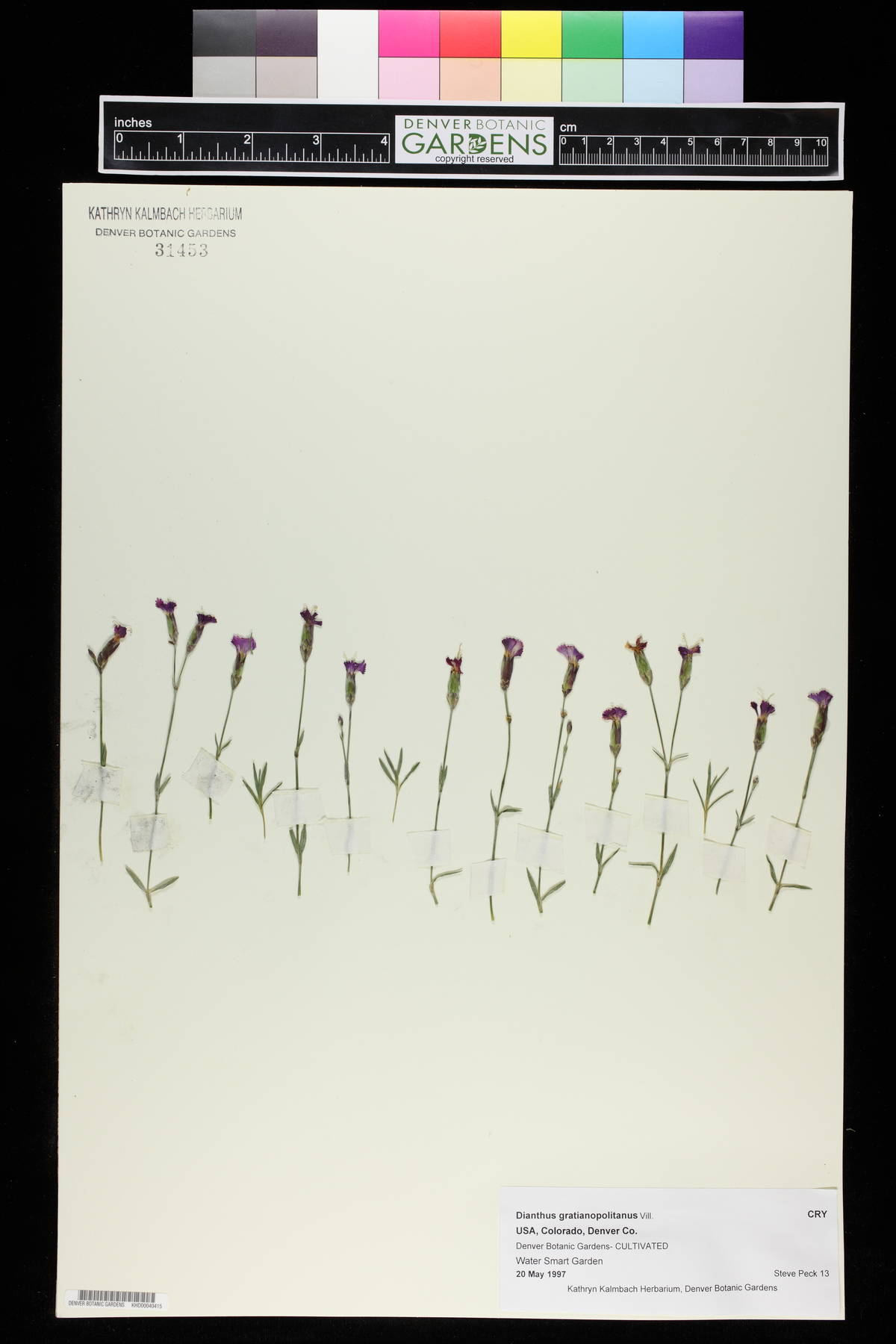 Dianthus gratianopolitanus image