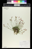 Dianthus subacaulis image