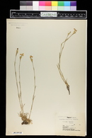 Image of Dianthus algetanus
