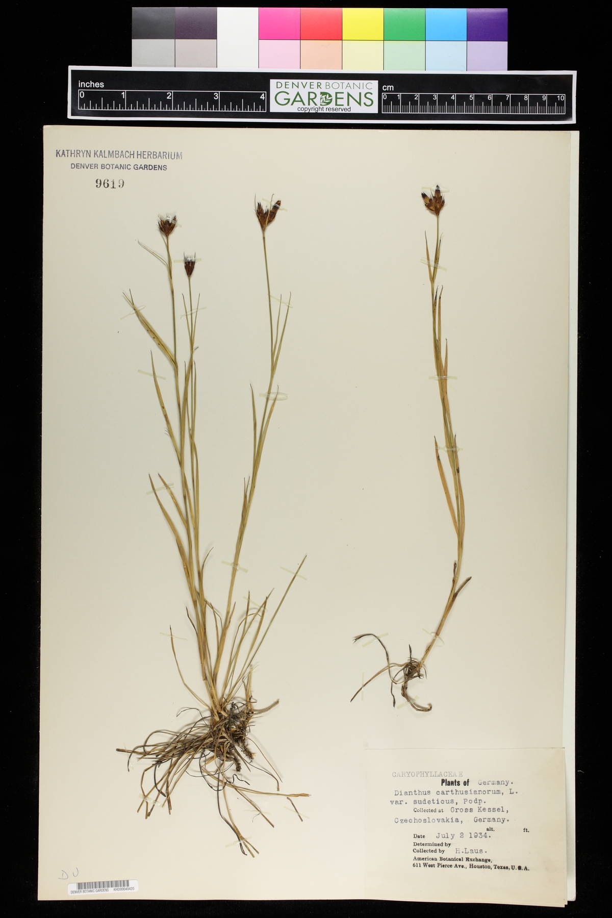 Dianthus carthusianorum image