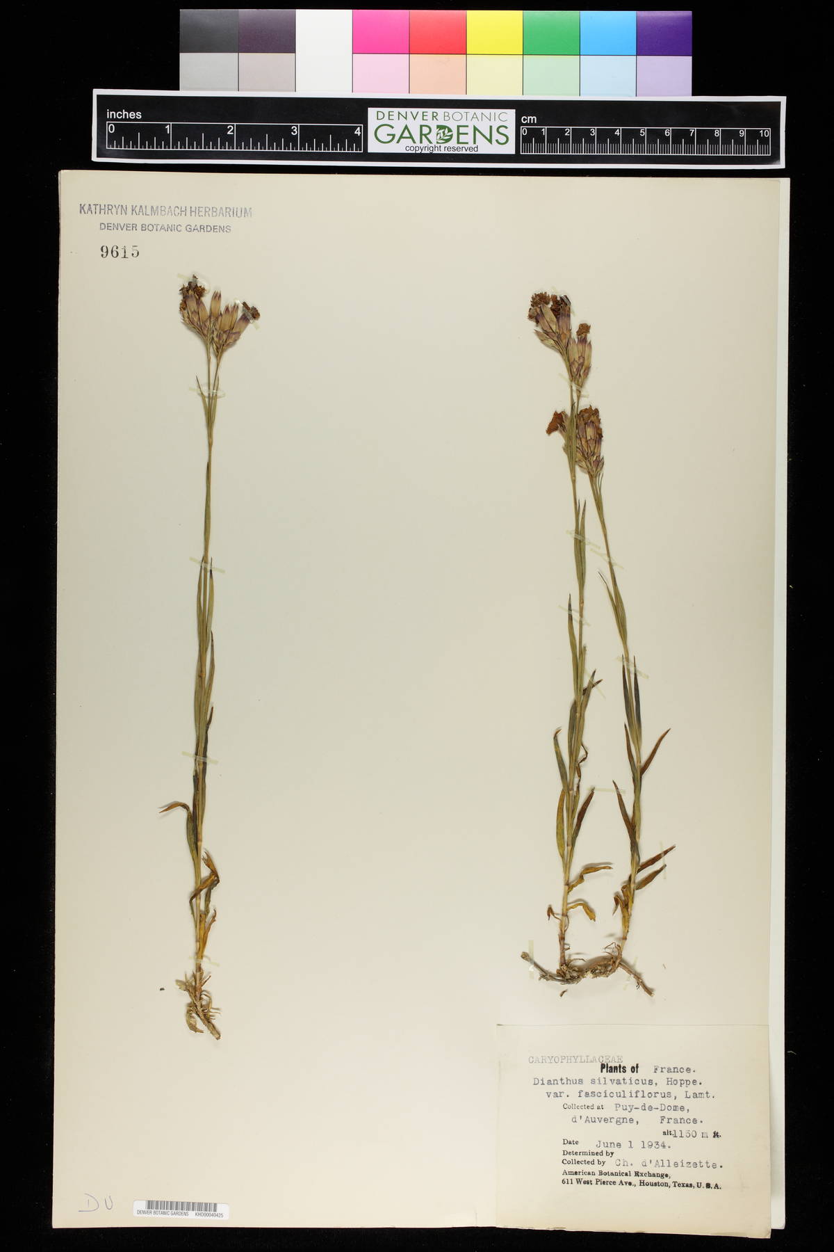 Dianthus seguieri image