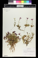Dianthus alpinus image