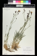 Dianthus anatolicus image