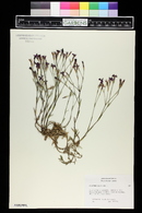 Dianthus deltoides image