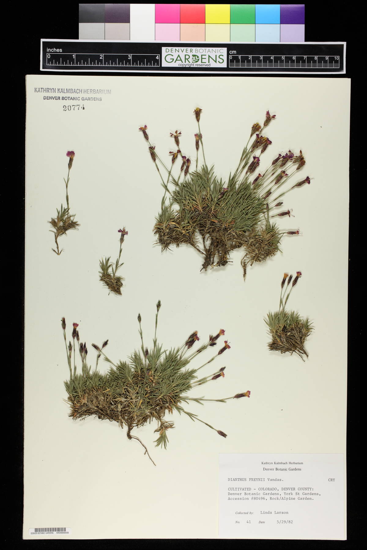 Dianthus freynii image