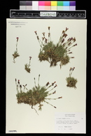Image of Dianthus freynii