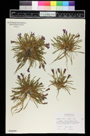 Dianthus glacialis image