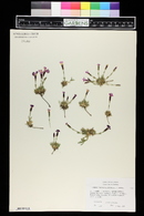 Dianthus haematocalyx image
