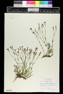 Dianthus myrtinervius image