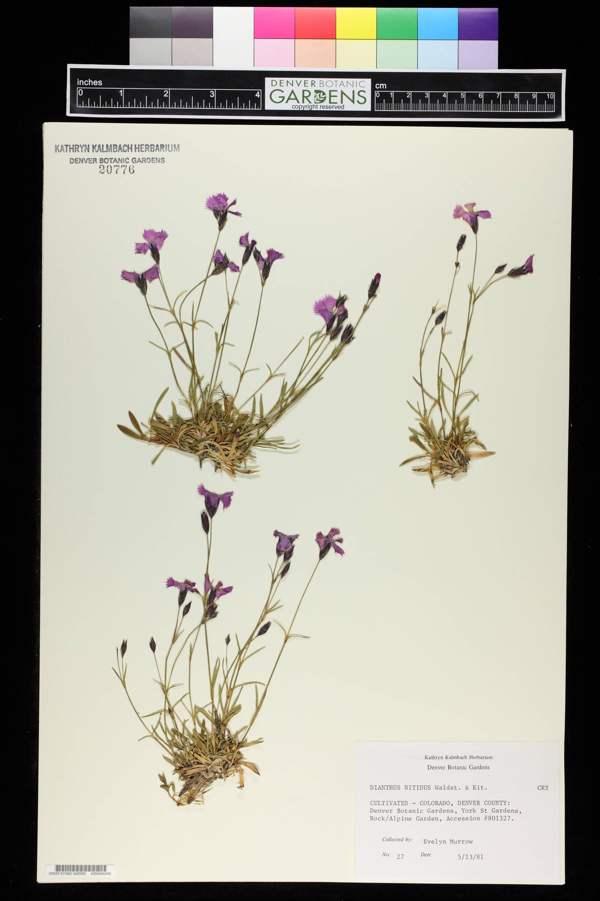 Dianthus nitidus image