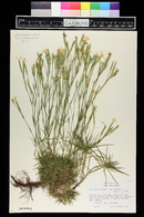 Dianthus petraeus subsp. noeanus image