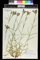 Dianthus seguieri image