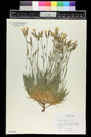 Dianthus turkestanicus image