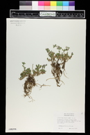 Gypsophila cerastioides image