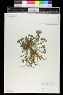 Gypsophila cerastioides image