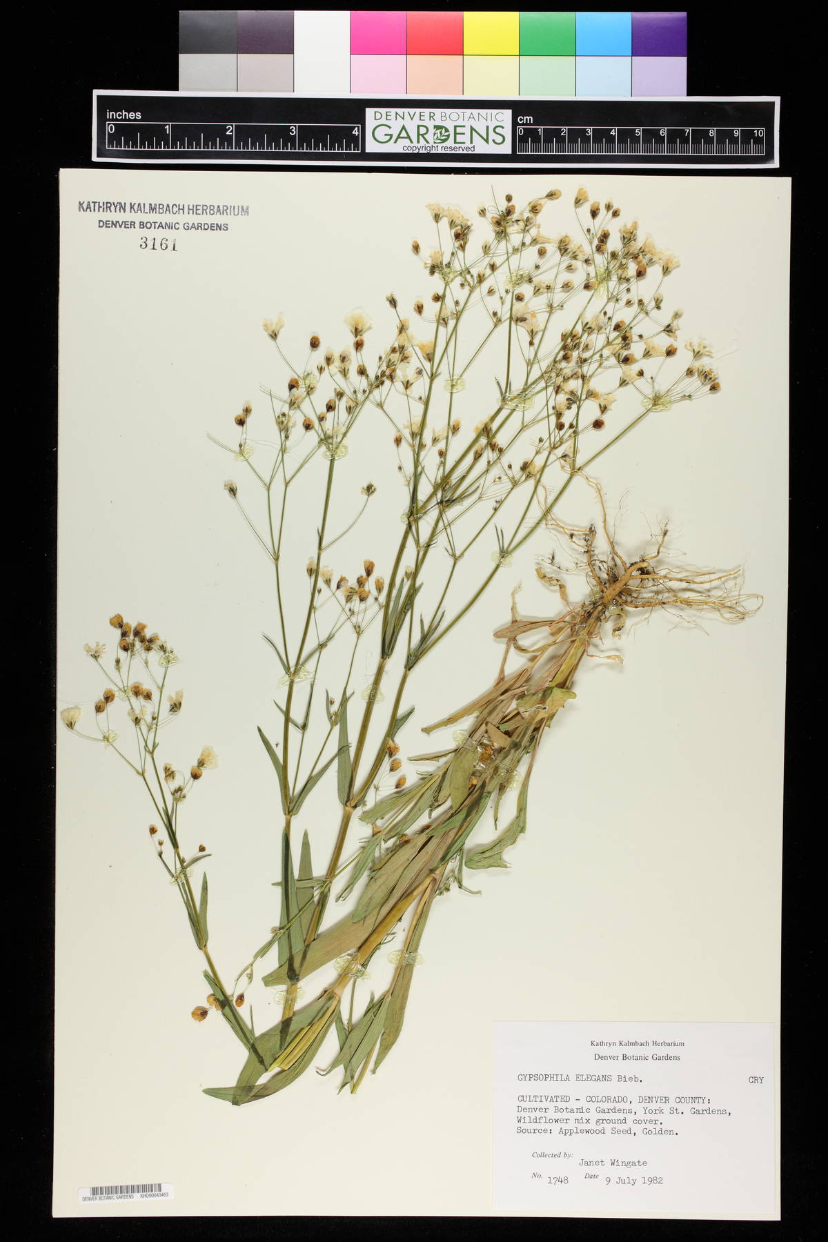 Gypsophila elegans image