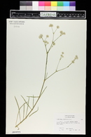 Gypsophila glomerata image