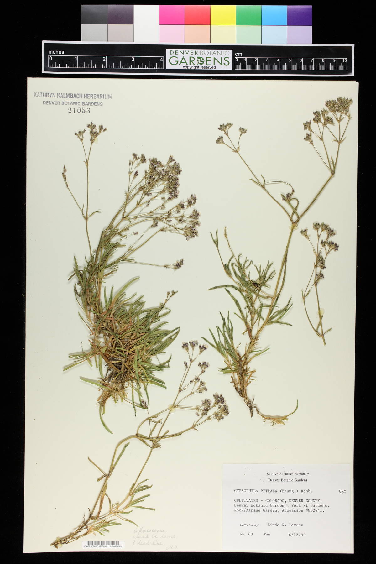 Gypsophila petraea image