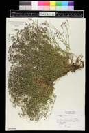 Gypsophila repens image