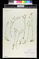 Gypsophila tenuifolia image