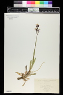 Silene flos-cuculi image