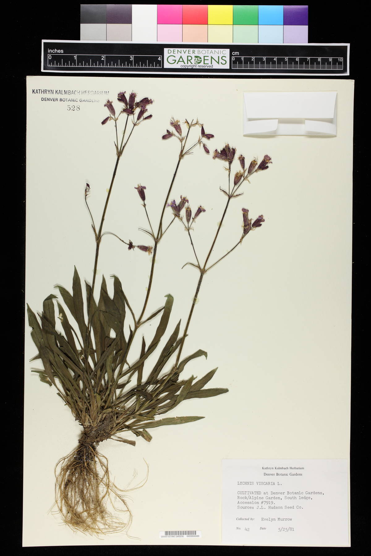 Silene viscaria image