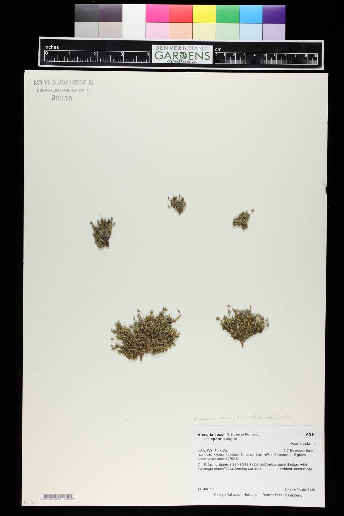Arenaria rossii var. apetala image