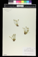 Minuartia recurva image