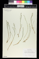 Petrorhagia saxifraga image