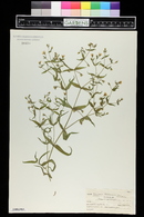 Pseudostellaria jamesiana image