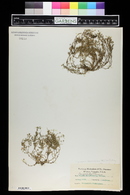 Sagina decumbens var. occidentalis image