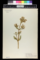 Saponaria officinalis image