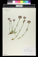 Saponaria caespitosa image