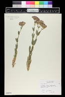 Silene armeria image