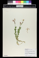 Silene laciniata subsp. greggii image