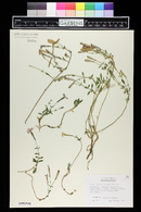 Silene schafta image