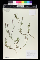 Silene schafta image
