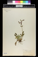 Silene virginica image