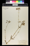 Silene vulgaris image