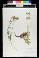 Silene vulgaris image