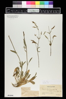 Silene nutans image