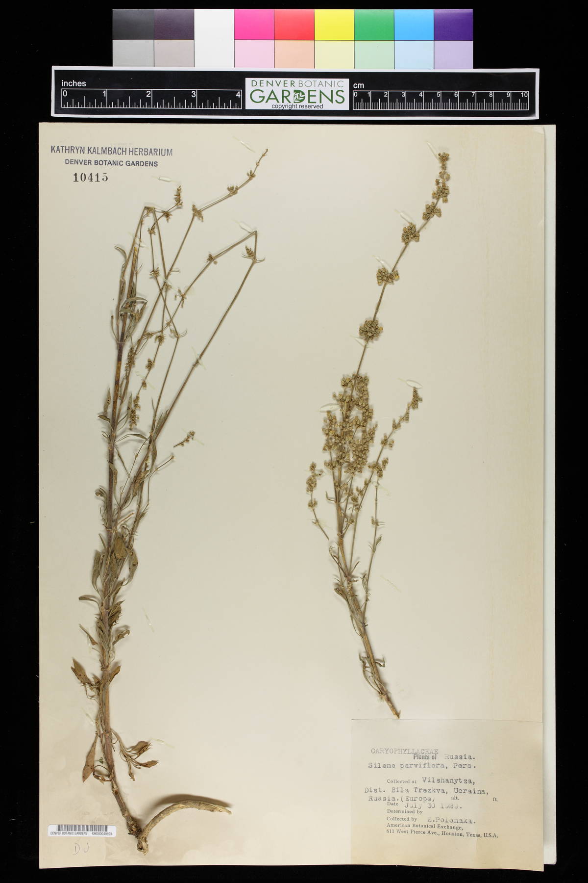 Silene borysthenica image