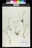 Silene alpestris image