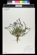 Silene schafta image