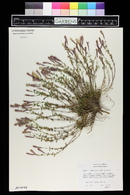 Silene schafta image