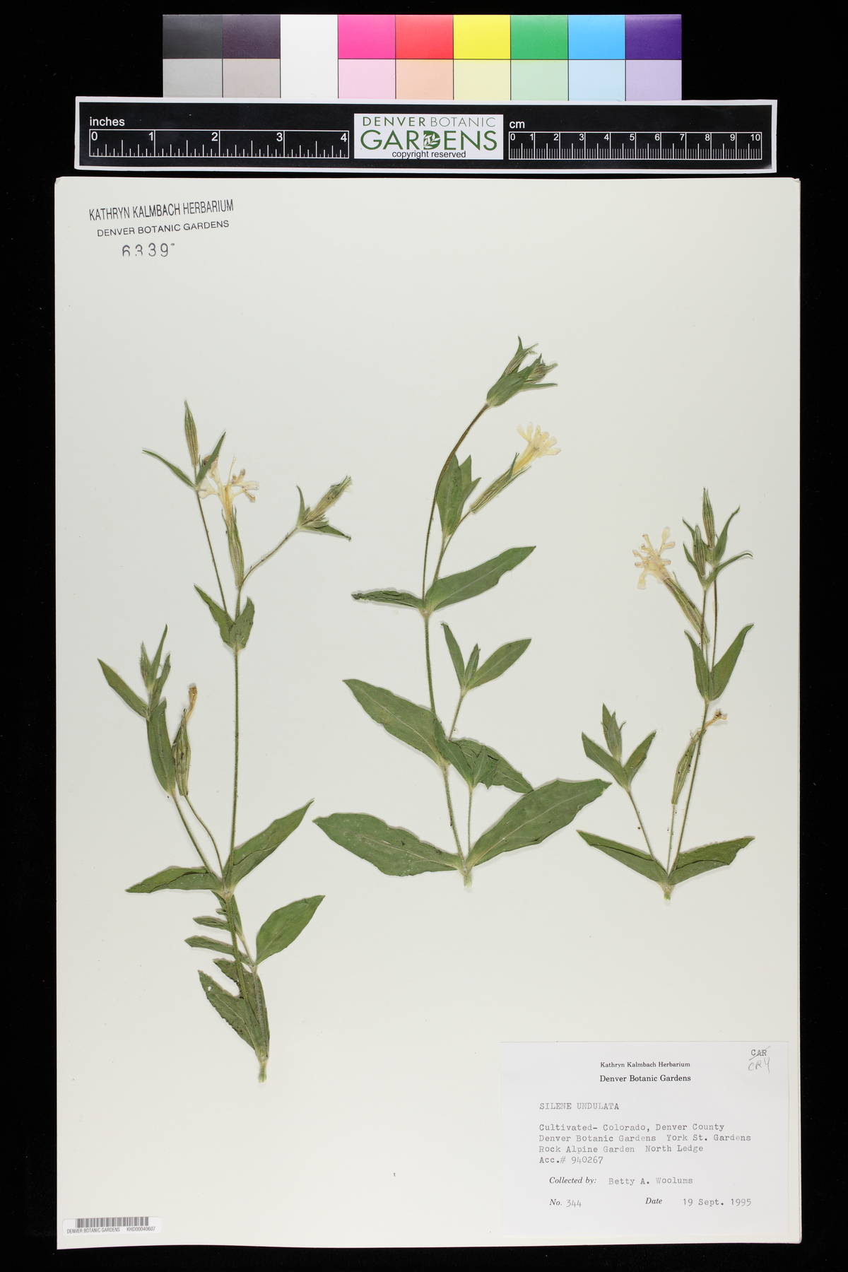 Silene undulata image
