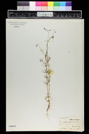 Spergula arvensis image