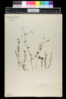 Spergula arvensis image